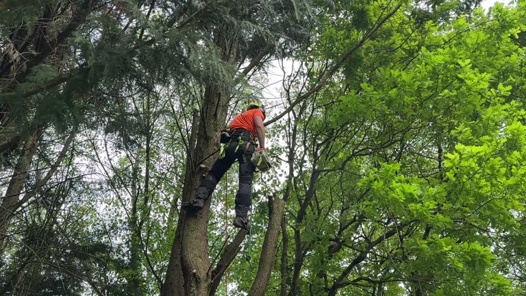 Best Tree Preservation Services  in Pulaski, TN