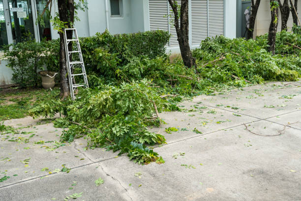 Best Leaf Removal  in Pulaski, TN