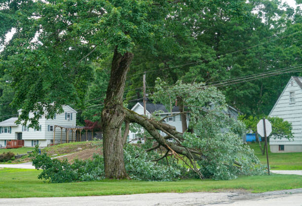 Best Firewood Processing and Delivery  in Pulaski, TN