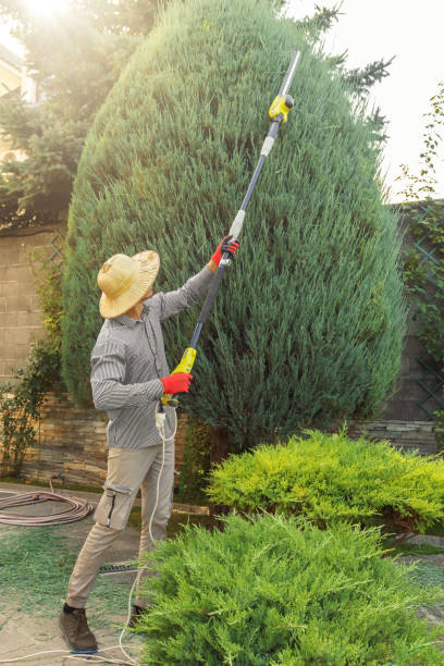 How Our Tree Care Process Works  in  Pulaski, TN